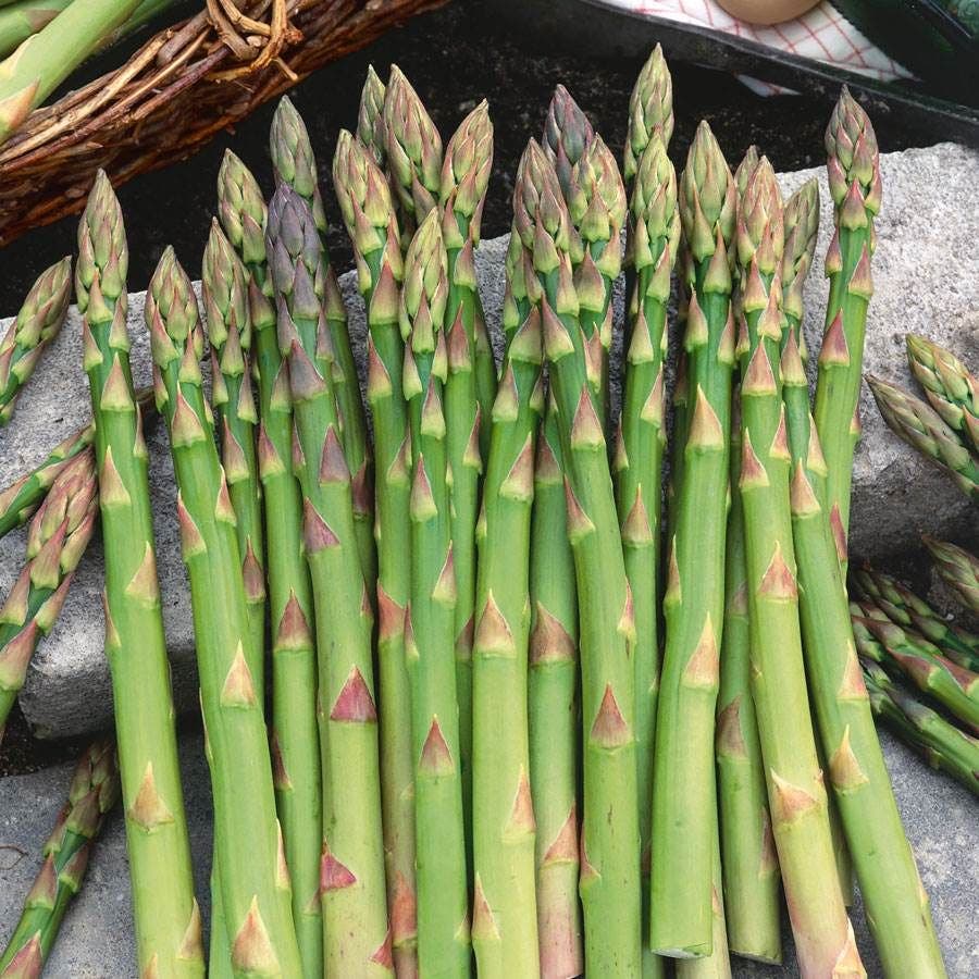 plant asparagus seeds Mary Washington Asparagus Seeds – Park Seed
