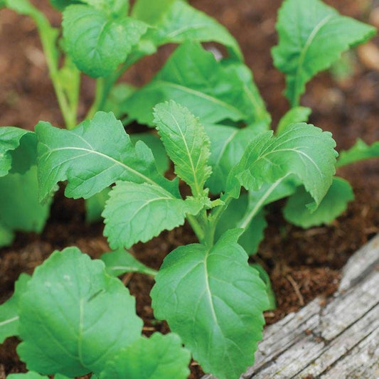 Rocket Wasabi Seeds