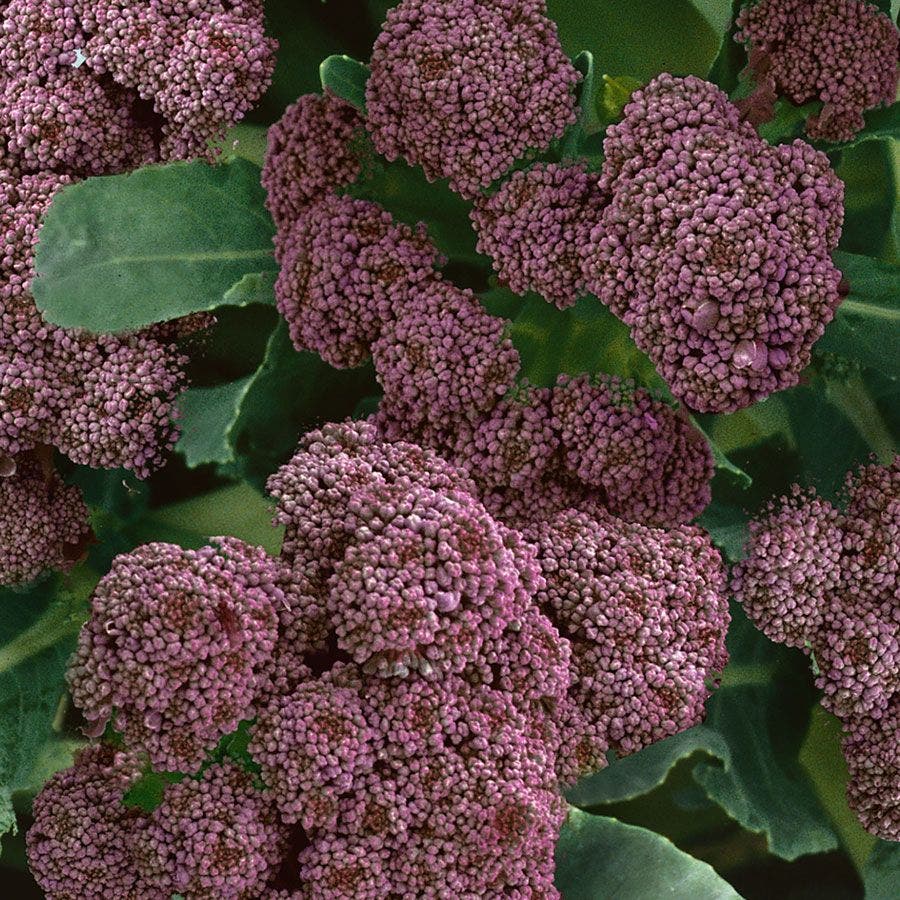 Purple Sprouting Broccoli Seeds