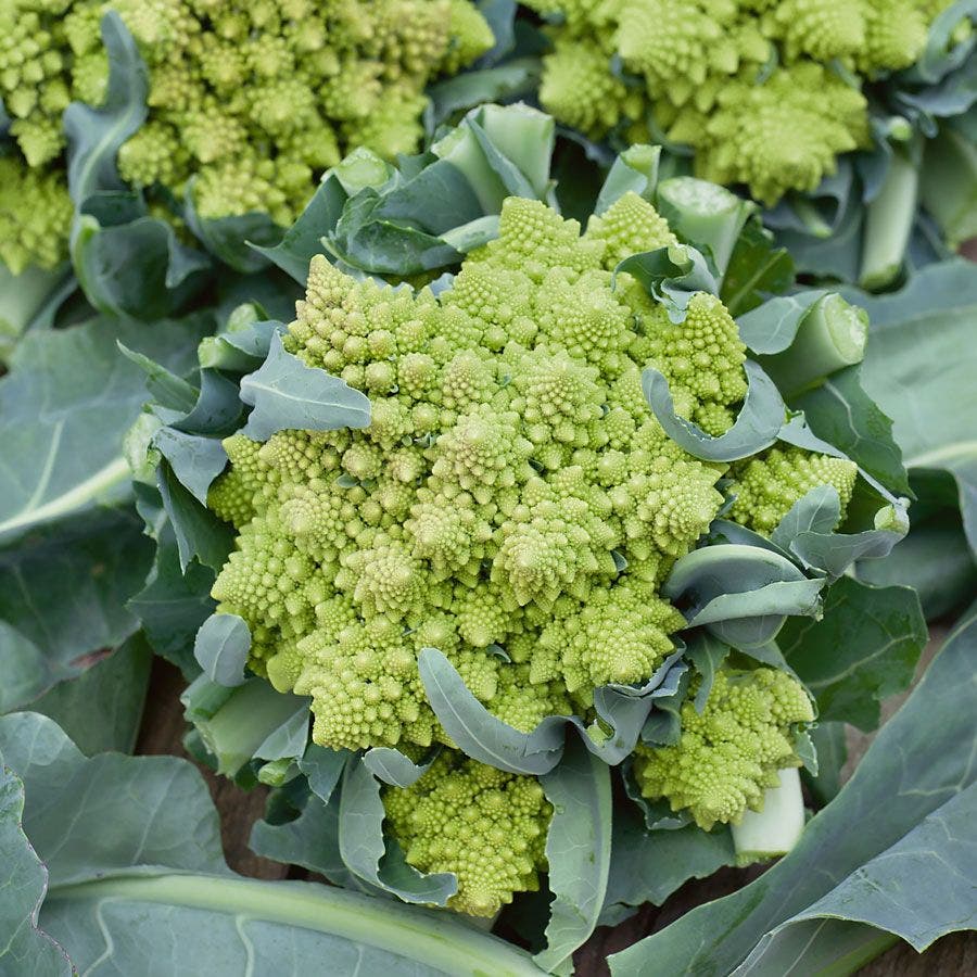 broccoli plant from seed Romanesco Broccoli Seeds