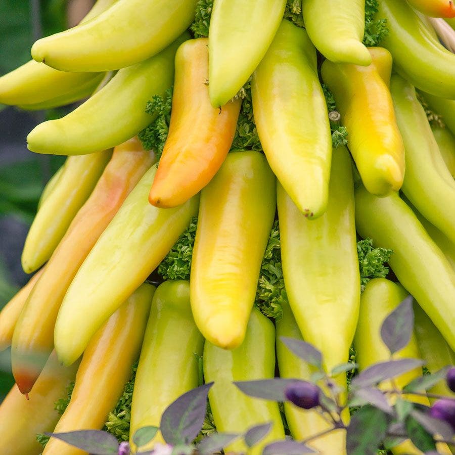 Yellow Sunrise Hot Pepper Seeds – Lemon Aromatic, Rare, 10 Seeds By BmoreSpicy.com