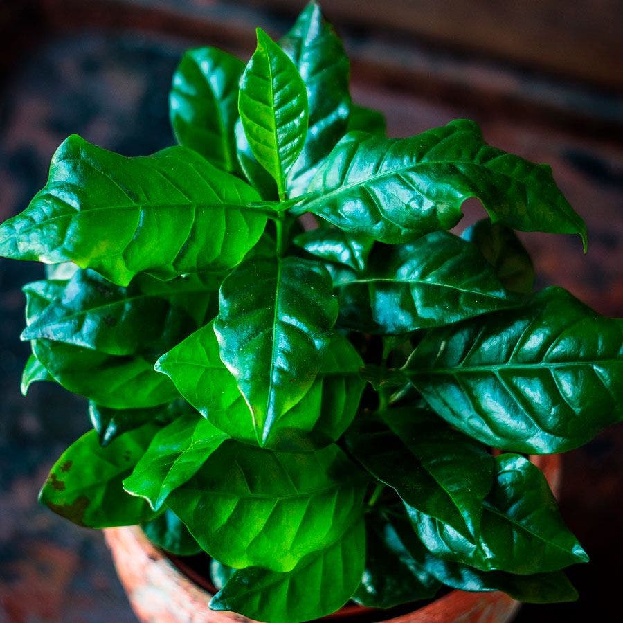 arabica coffee plant seeds Arabian Coffee Plant Seeds