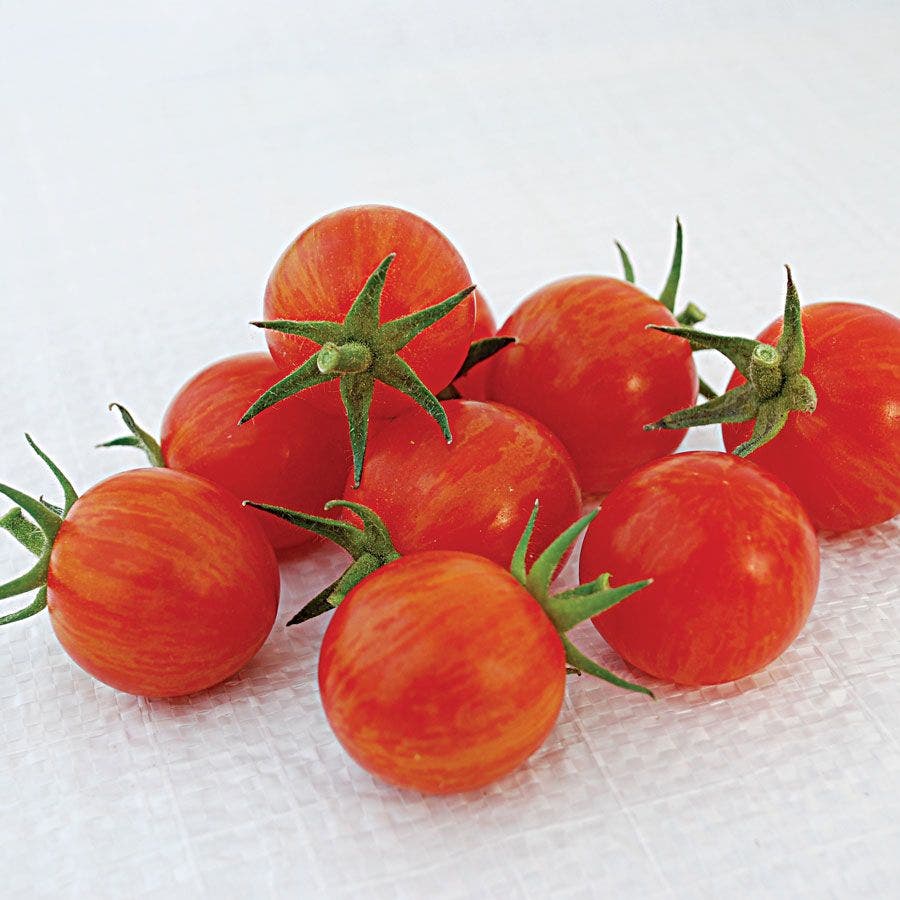 Sparky XSL F1 Tomato Seeds