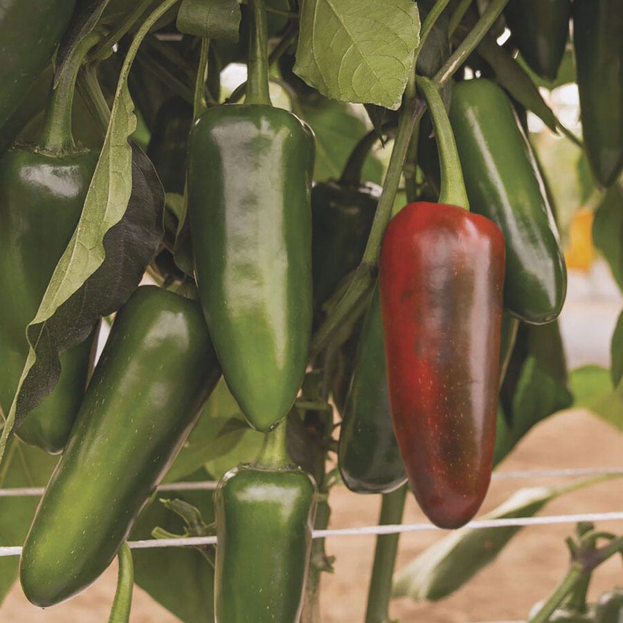 plant jalapeno pepper seeds San Joaquin Jalapeno Pepper Seeds – Park Seed