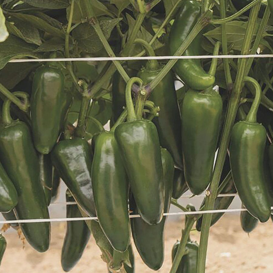 San Joaquin Jalapeno Pepper Seeds