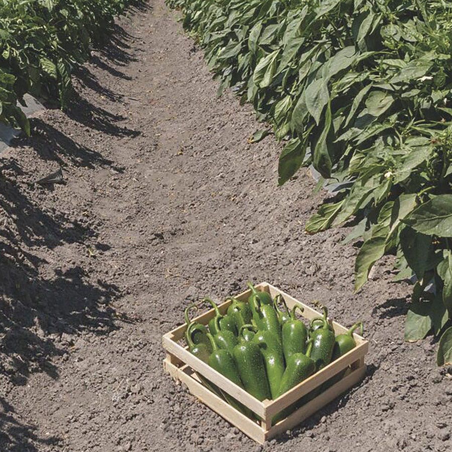 San Joaquin Jalapeno Pepper Seeds