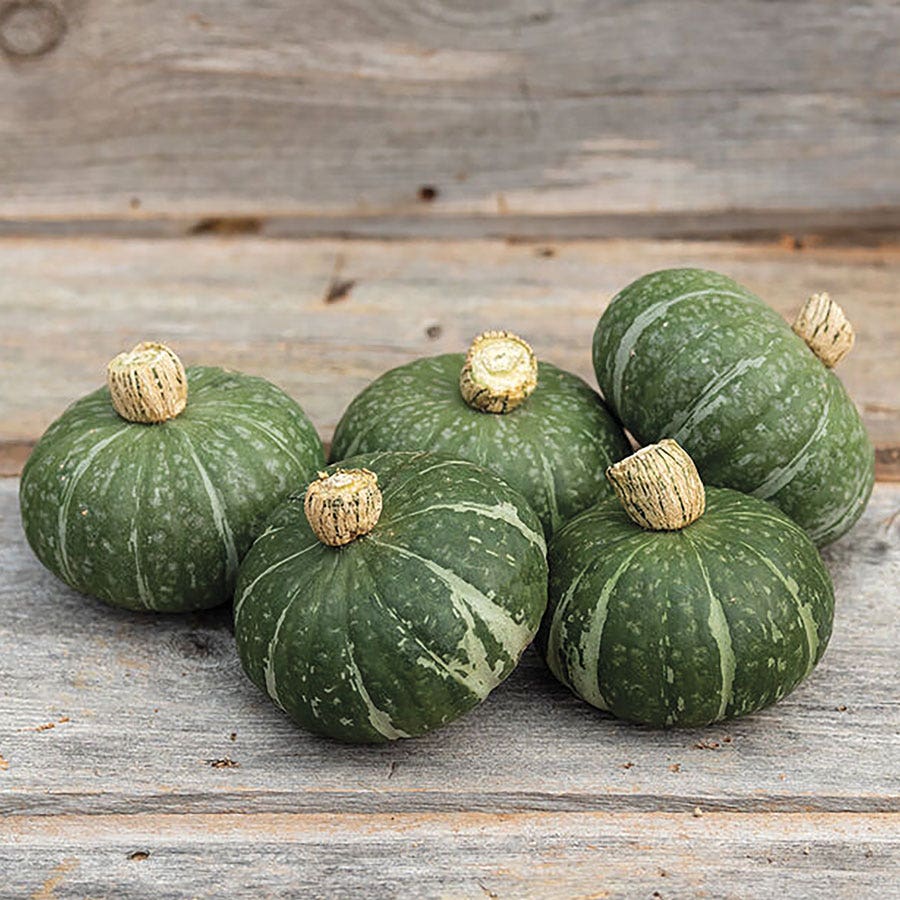 plant kabocha squash seeds Sweet Jade Organic Kabocha Squash Seeds