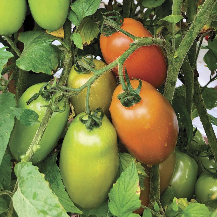 Zenzei Tomato Seeds