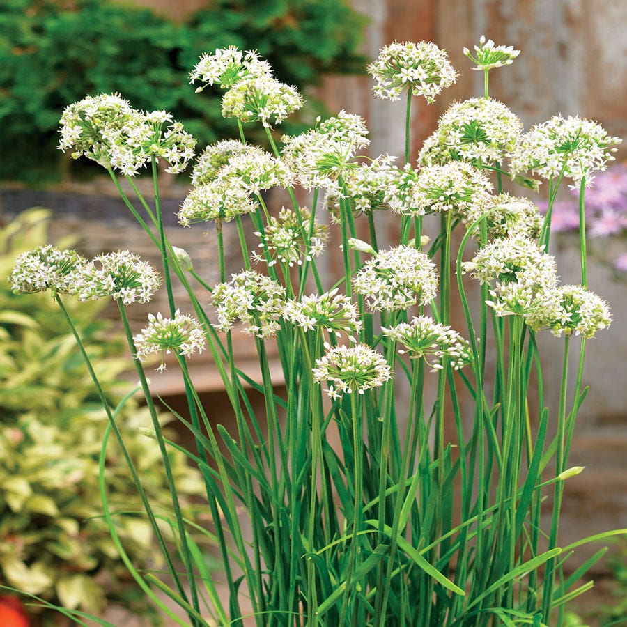 allium flower seeds Autumn Bee Attraction Hybrid Allium Seeds