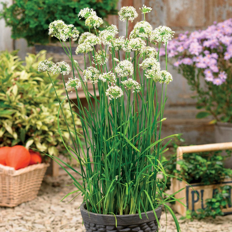 Autumn Bee Attraction Hybrid Allium Seeds