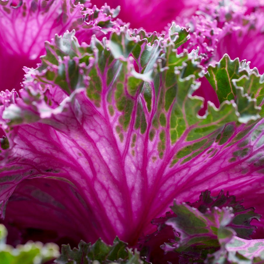 Rainbow Candy Crush Hybrid Ornamental Kale Seeds