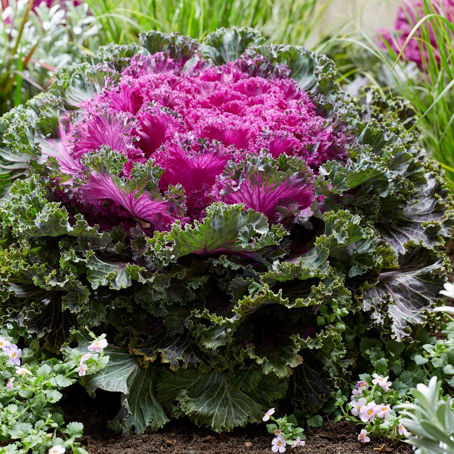 Rainbow Candy Crush Hybrid Ornamental Kale Seeds