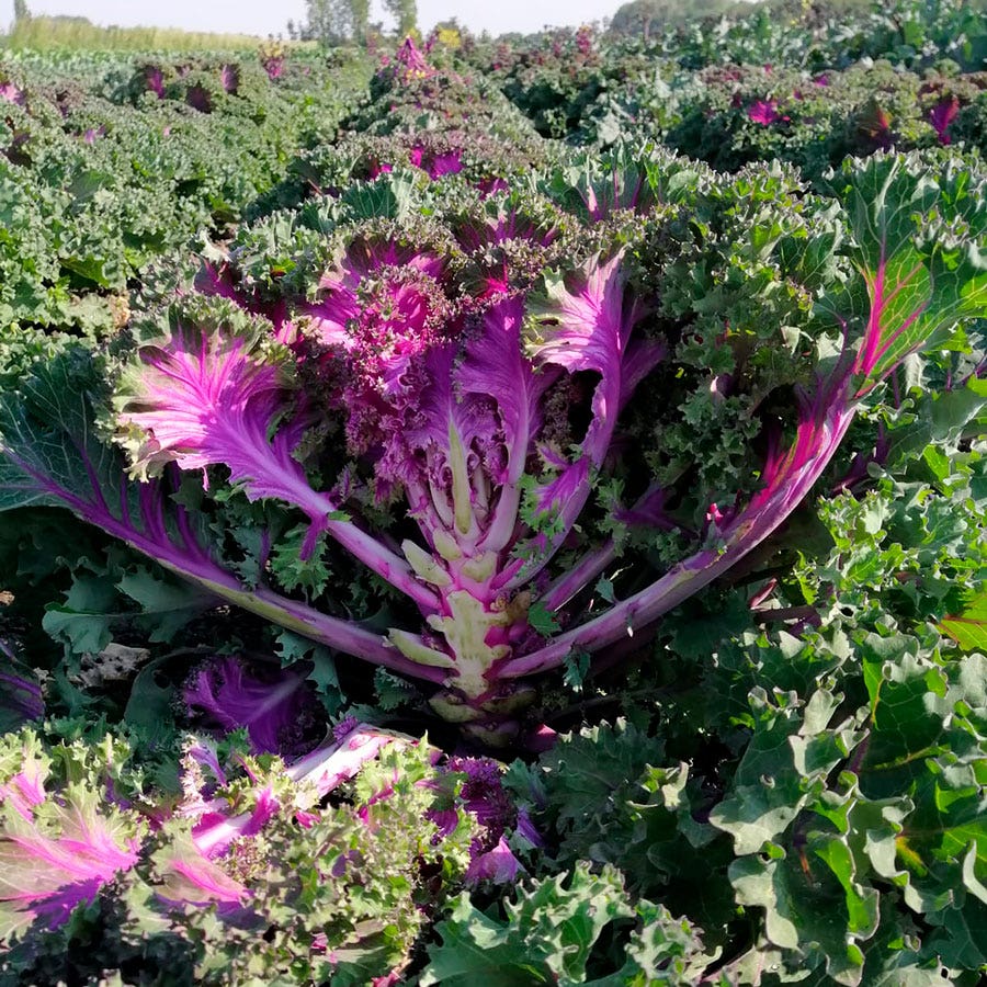Rainbow Candy Crush Hybrid Ornamental Kale Seeds