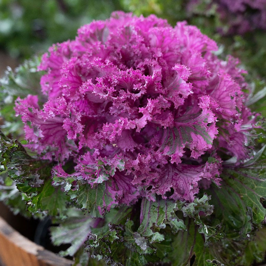Rainbow Candy Crush Hybrid Ornamental Kale Seeds