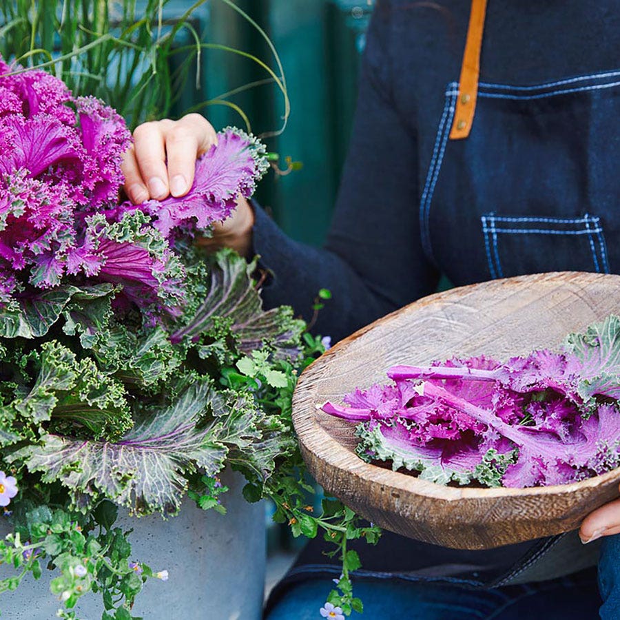 Rainbow Candy Crush Hybrid Ornamental Kale Seeds