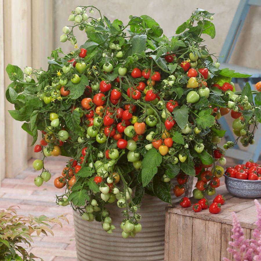 Heartbreakers Vallery Red Hybrid Tomato Seeds