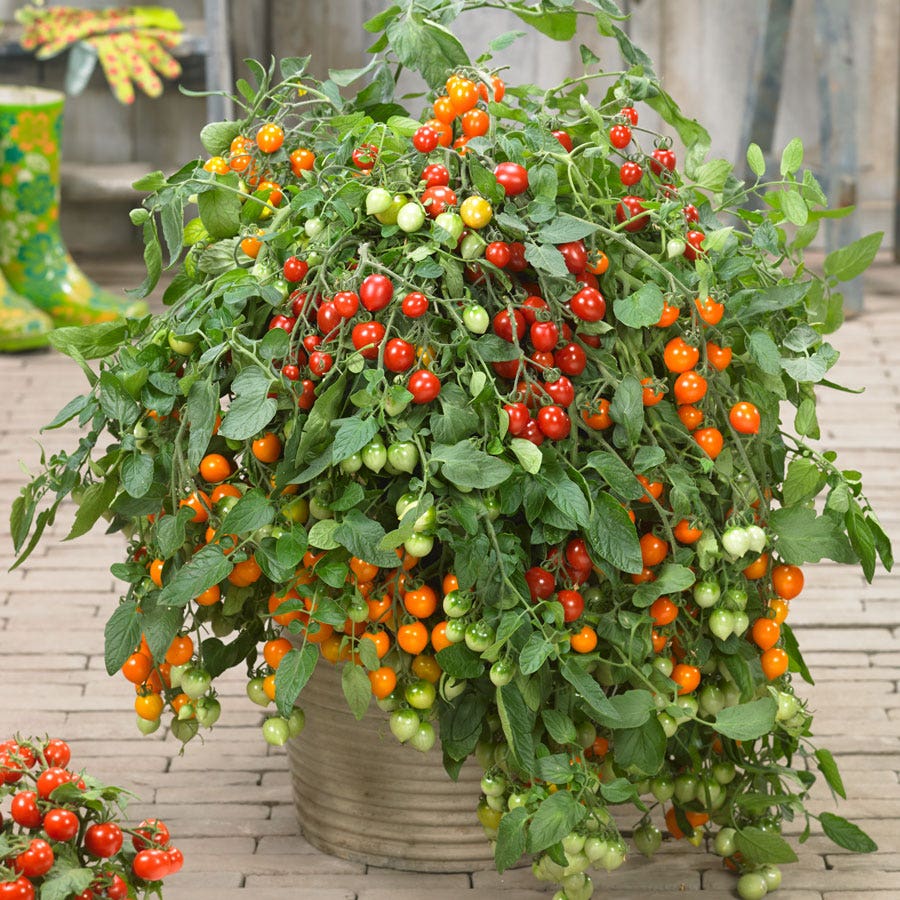 Heartbreakers Vallery Red Hybrid Tomato Seeds