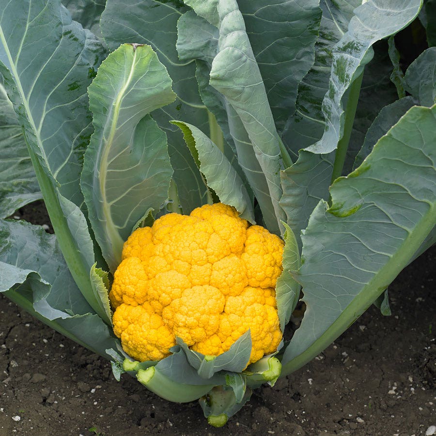 planting clementine seeds Clementine Hybrid Cauliflower Seeds