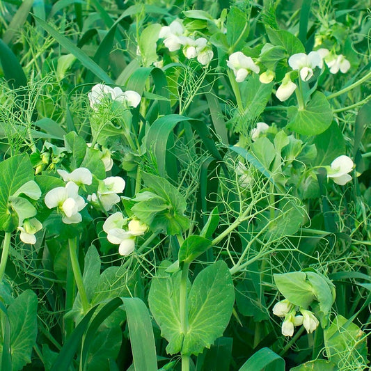 Oats & Pea Cover Crop Mix Seeds