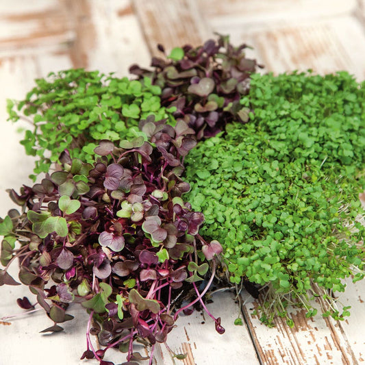 Spicy Salad Mix Microgreens Seeds