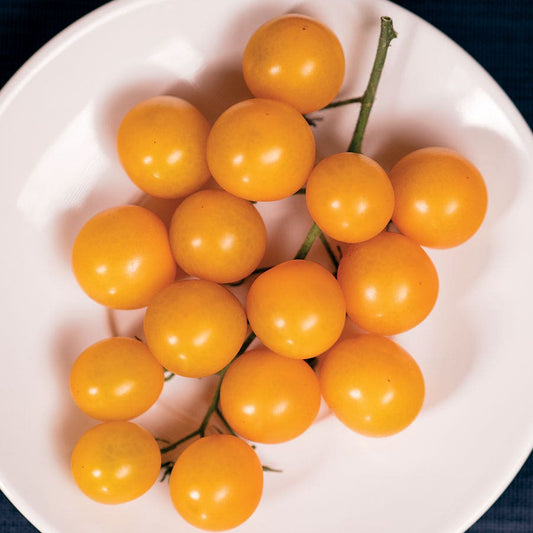 Park's Junior Whopper Yellow Hybrid Tomato Seeds