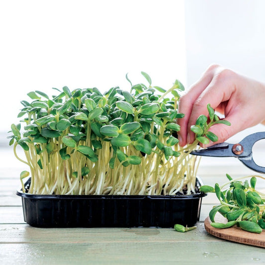 Black Oil Sunflower Seeds