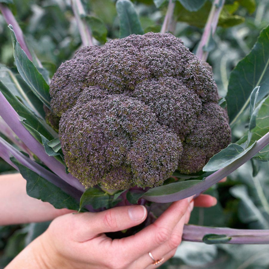 Purple Magic Hybrid Broccoli Seeds