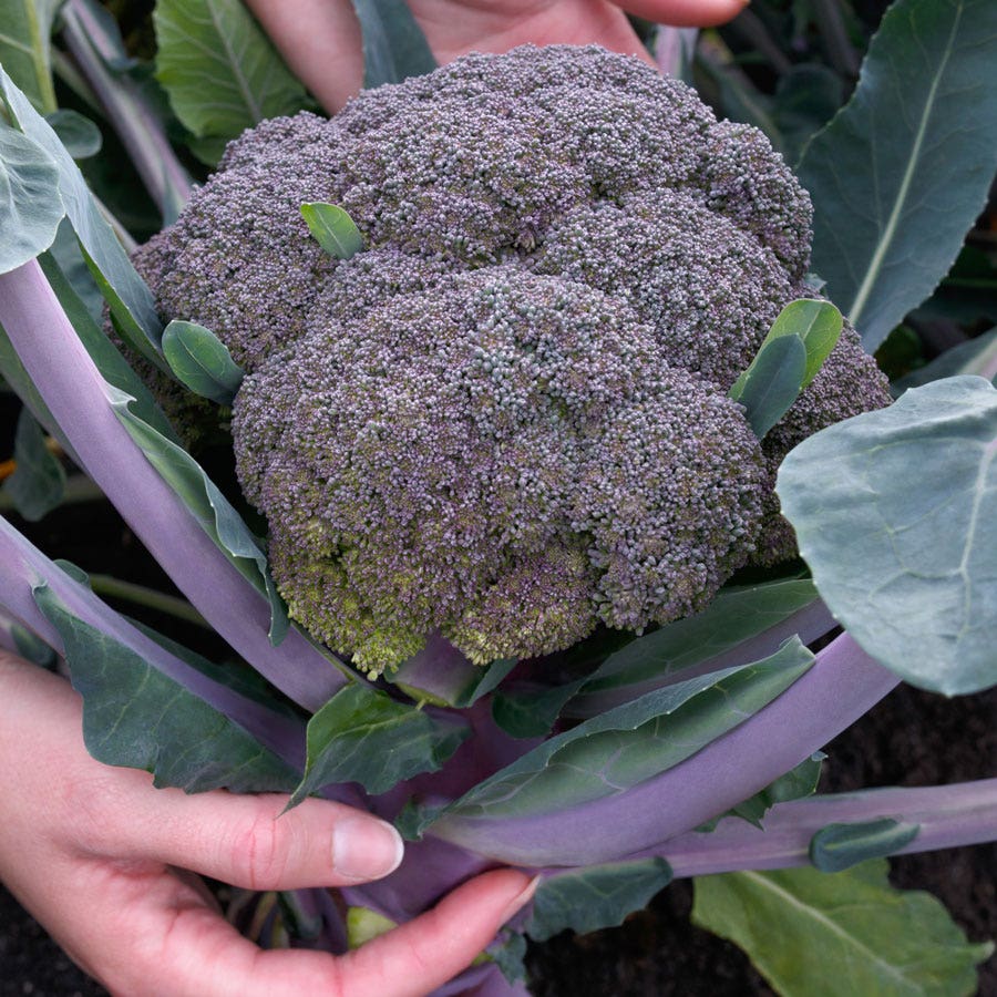 Purple Magic Hybrid Broccoli Seeds