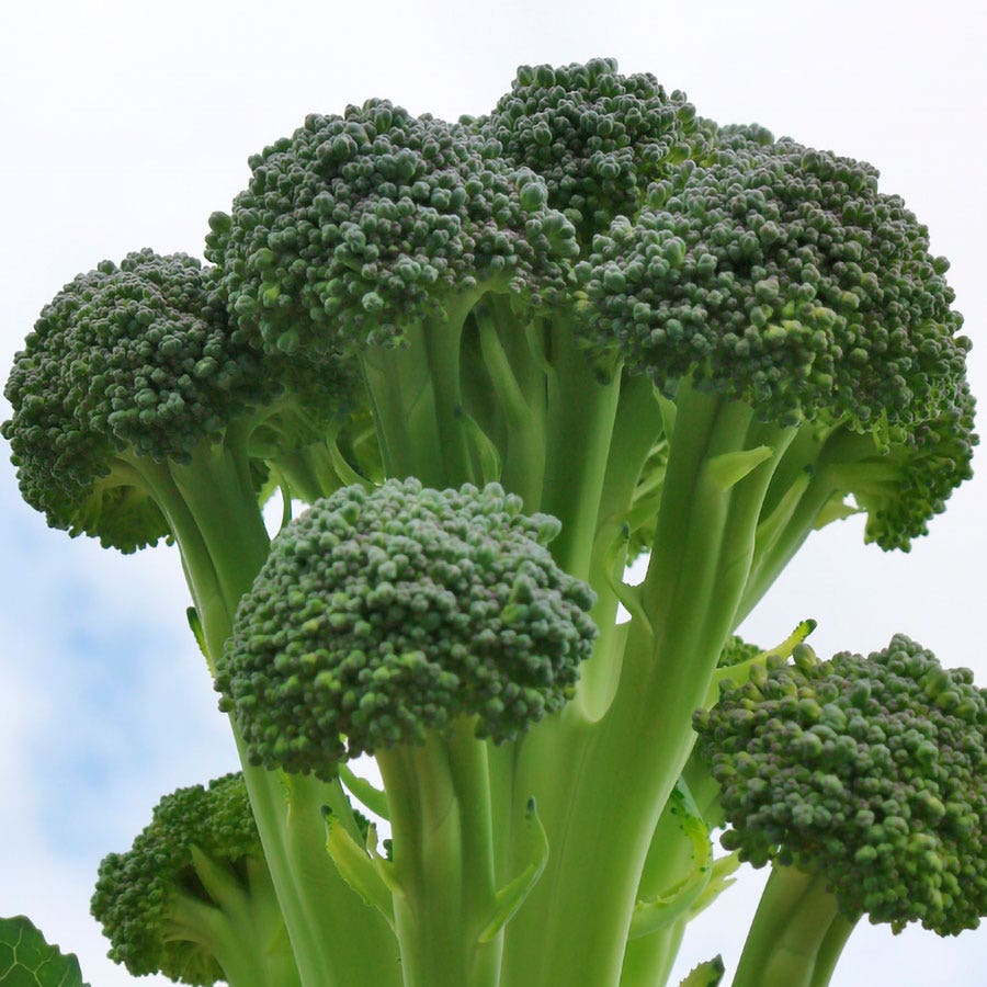 Skytree Hybrid Broccoli Seeds