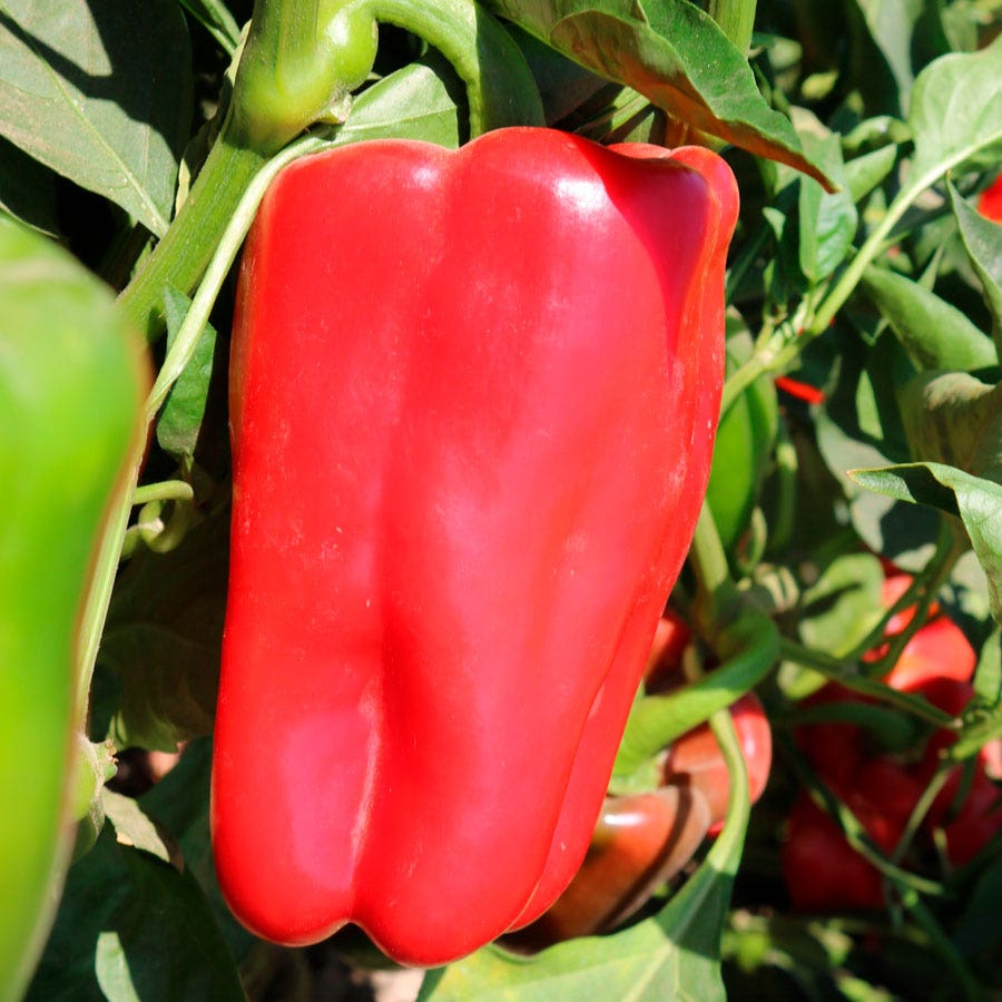 Red Impact Hybrid Pepper Seeds