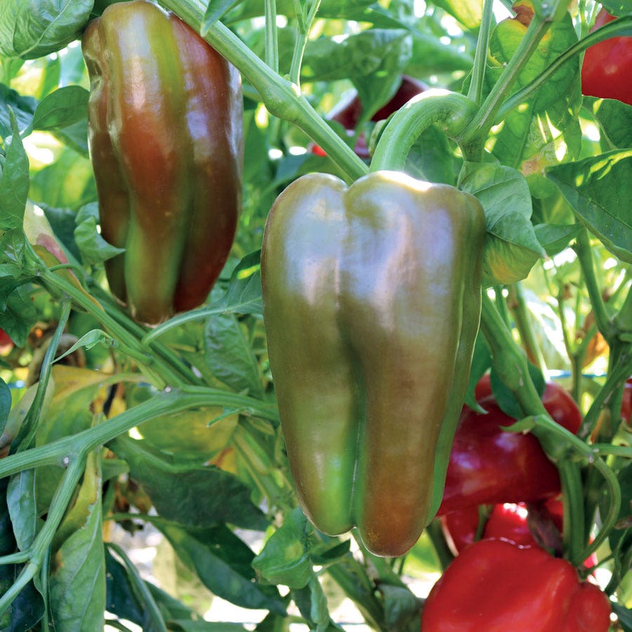 Red Impact Hybrid Pepper Seeds