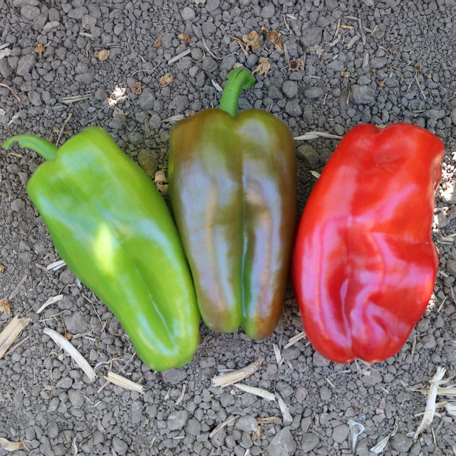 Red Impact Hybrid Pepper Seeds