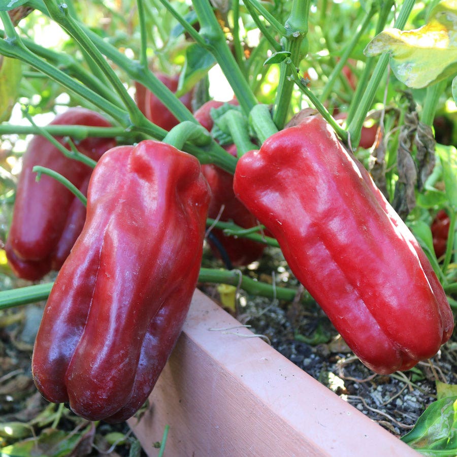 Red Impact Hybrid Pepper Seeds