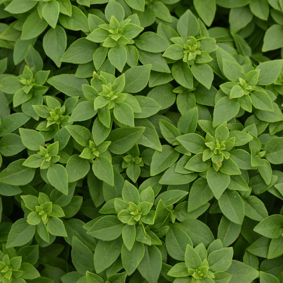 Bonsai Basil Seeds The Kitchen Minis™ Collection