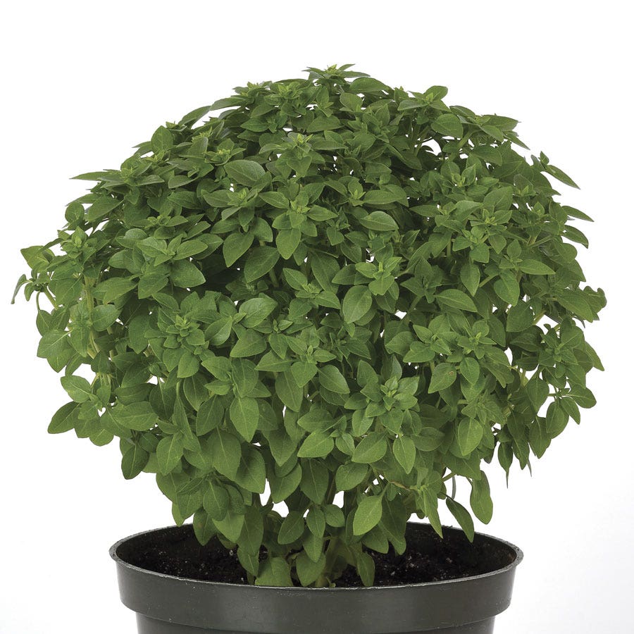 Bonsai Basil Seeds The Kitchen Minis™ Collection