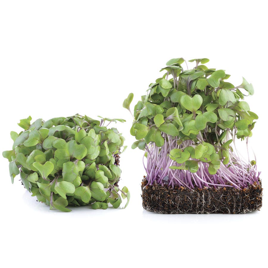 Sow Effortless Collection™ Organic Kale Tuscany Black Microgreen Seed Mats Set of 2