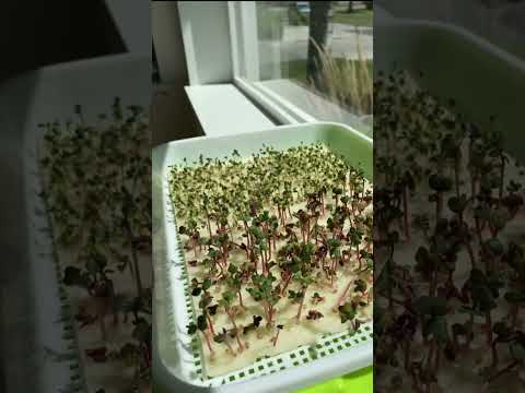 Sow Effortless Collection™ Organic Arugula Microgreen Seed Mats Set of 2