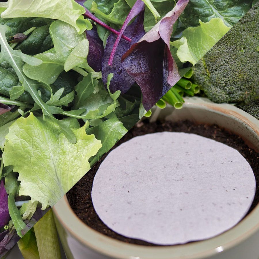 planting mesclun seeds Sow Effortless Collection™ Organic Mesclun Mix Seed Discs Set of 2