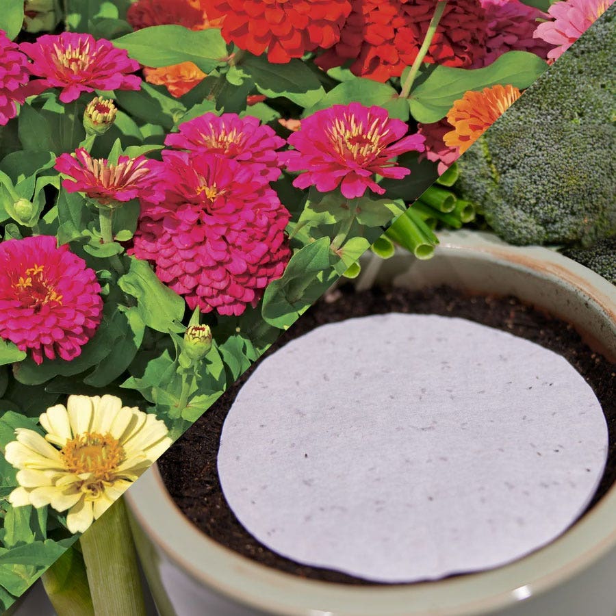 zinnia flower seeds Sow Effortless Collection™ Zinnia Thumbelina Mix Seed Discs – Park Seed
