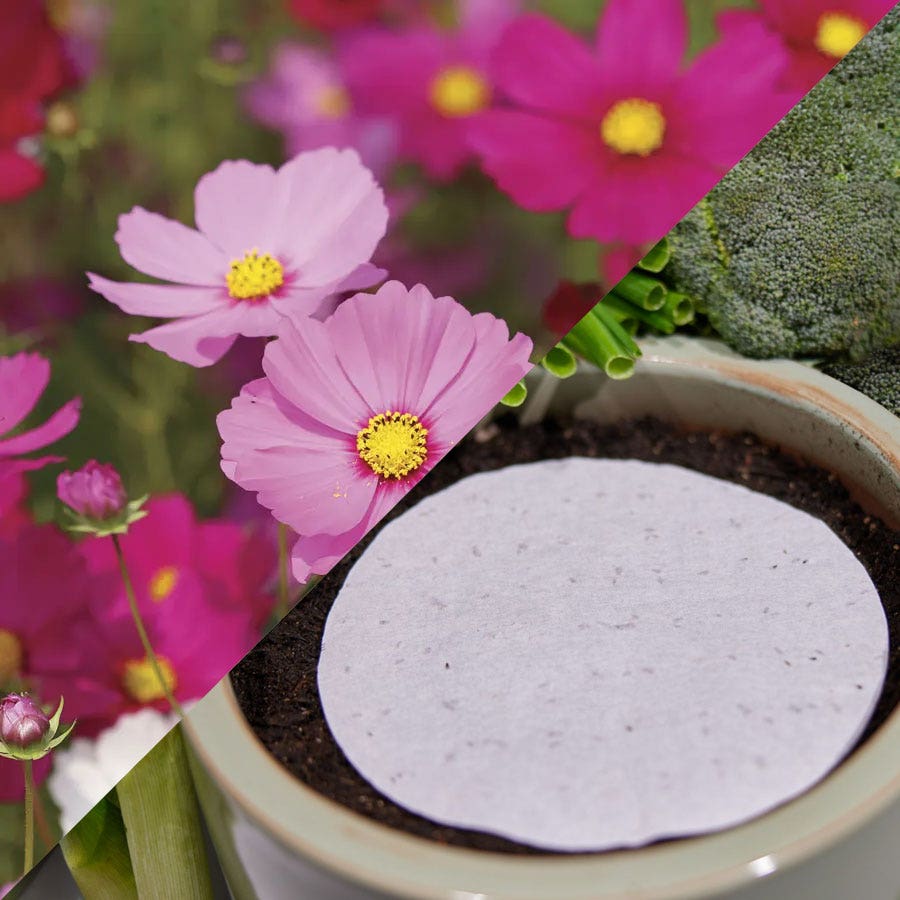 flower seed discs Sow Effortless Collection™ Cosmos Sensation Mix Seed Discs Set of 2