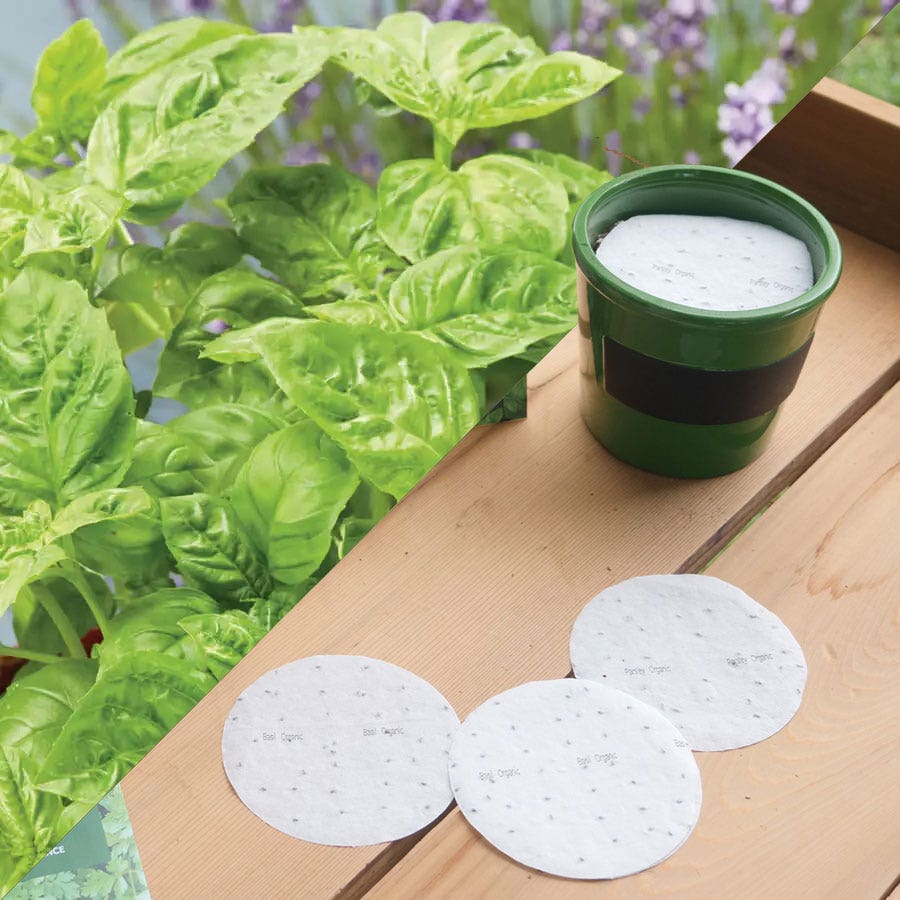 organic basil seeds for planting Sow Effortless Collection™ Organic Sweet Basil Seed Discs Set of 3
