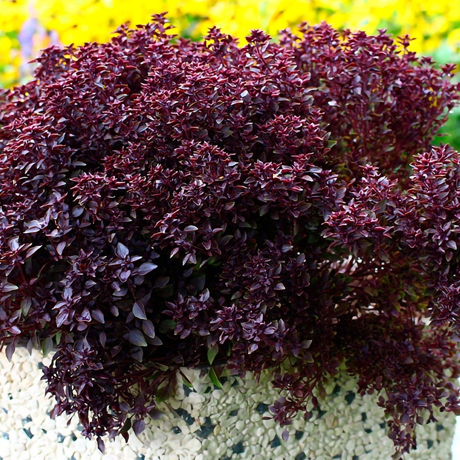 basil seeds for garden Purple Ball Basil Seeds – Park Seed