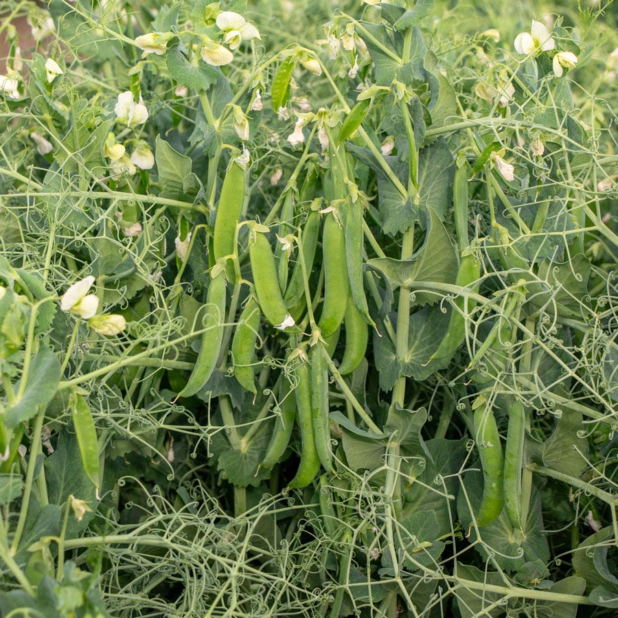 pea plant from seed Peas 'N' Pod Bernard Shelling Pea Seeds