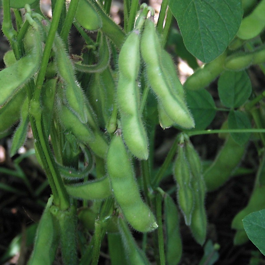 edamame plant seeds Midori Star Edamame Soybean Seeds