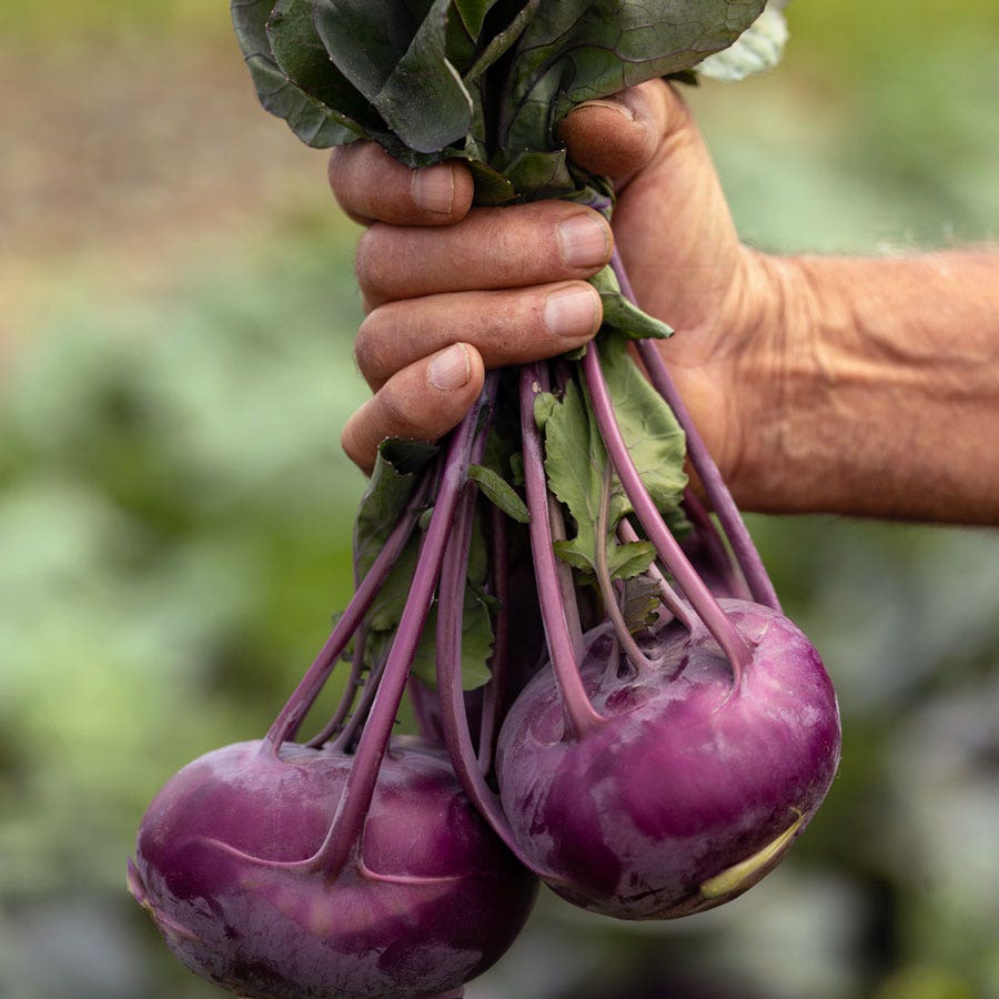 Konstance Hybrid Kohlrabi Seeds