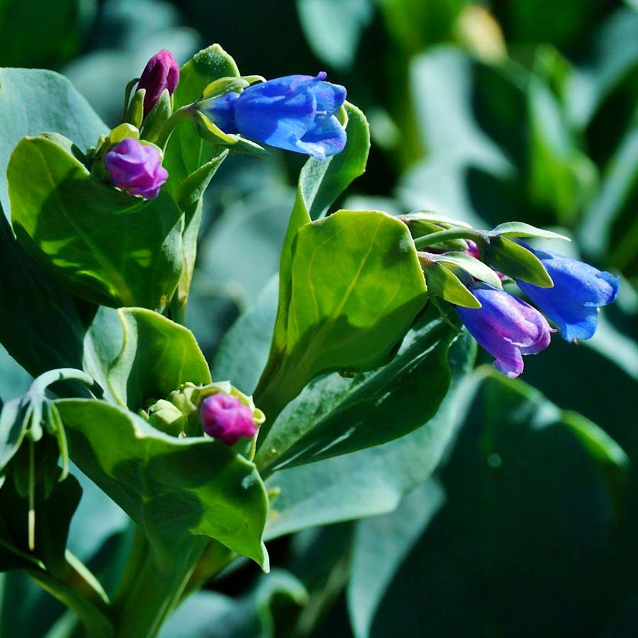oyster leaf plant seeds Silver Ocean Mertensia Seeds