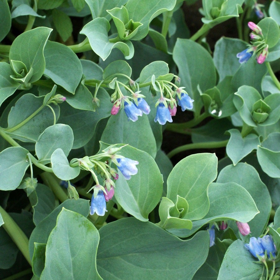Silver Ocean Mertensia Seeds