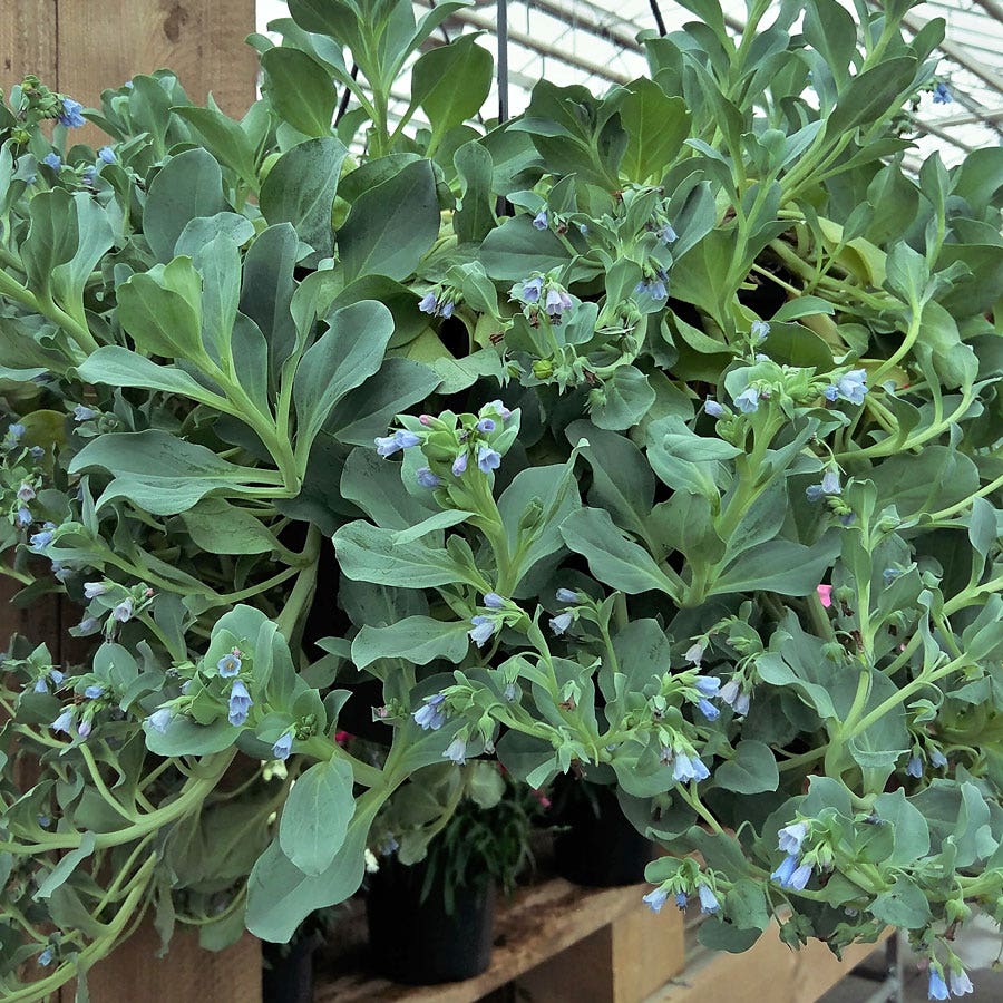 Silver Ocean Mertensia Seeds