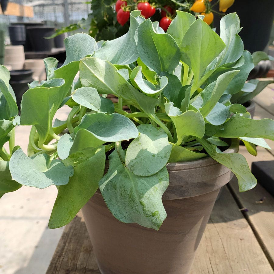 Silver Ocean Mertensia Seeds