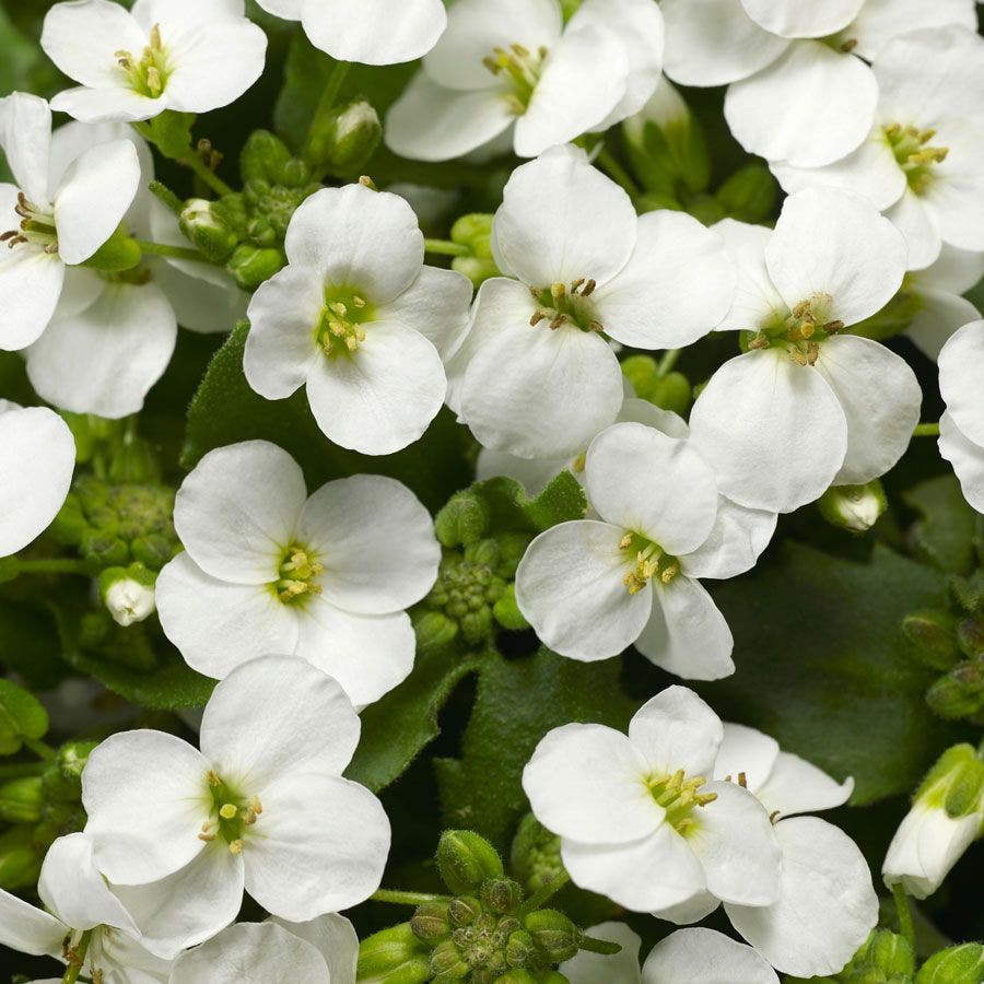 planting rock cress seeds Little Treasure™ White Improved Rock Cress Seeds